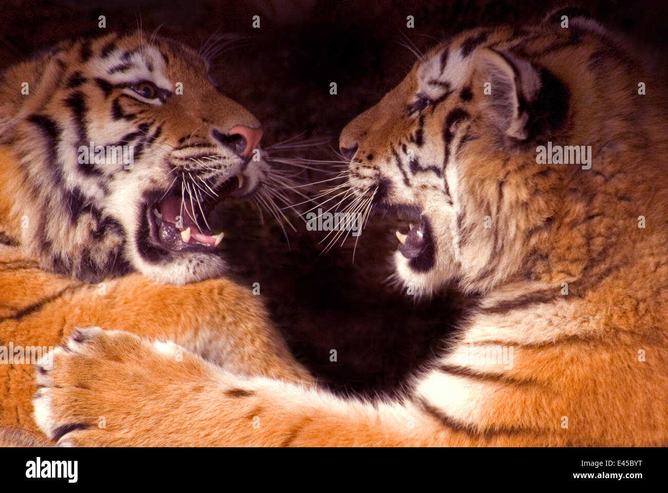 Tigre de Sibérie Panthera tigris altaica} {deux oursons jouer combats, captive Banque D'Images