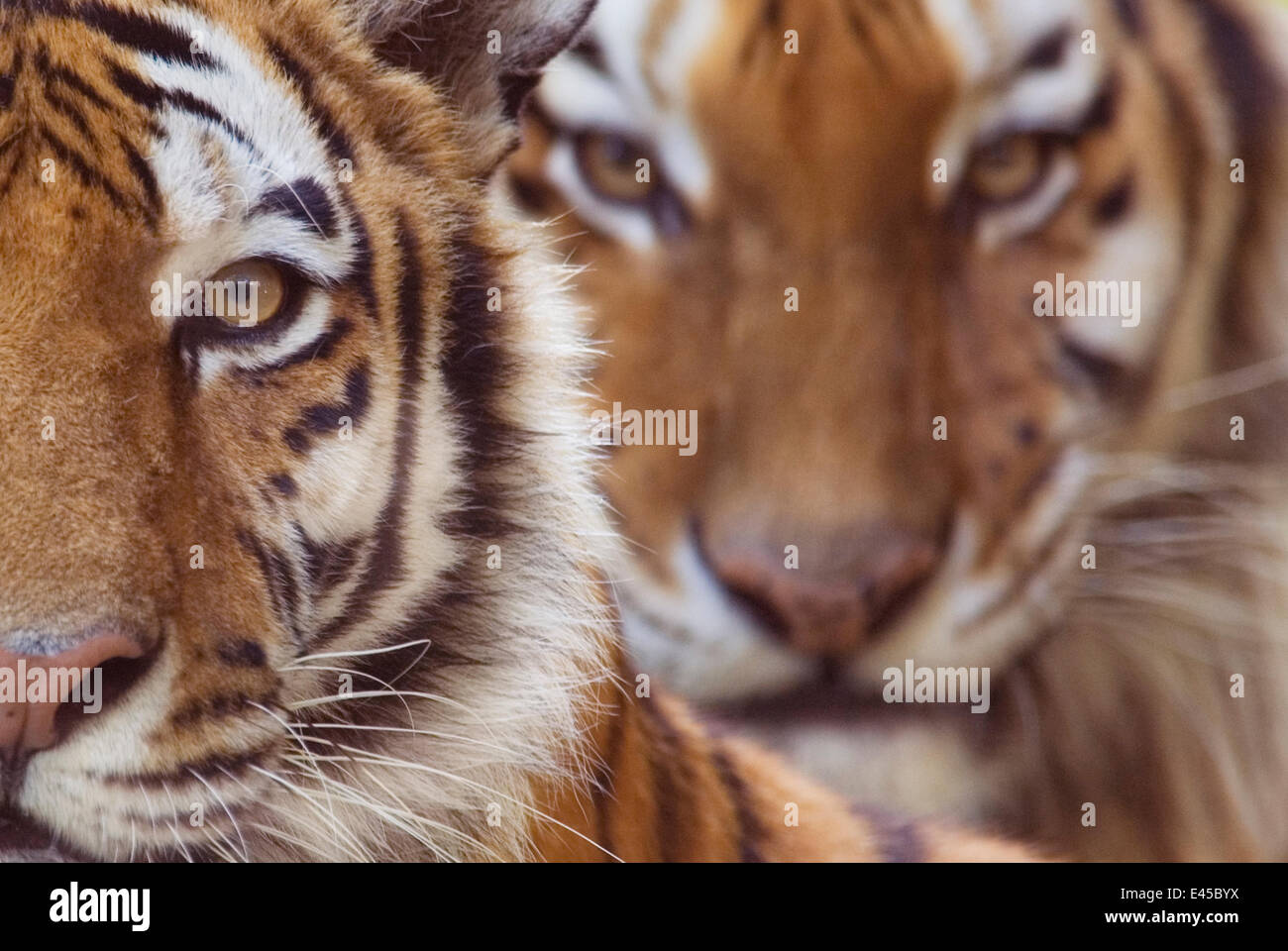 Deux tigres de Sibérie (Panthera tigris altaica} portraits, captive Banque D'Images