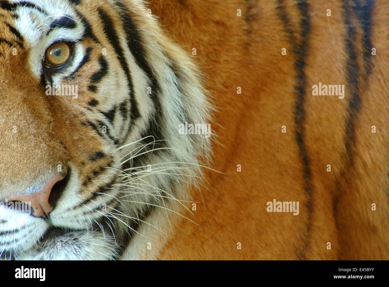 Tigre de Sibérie Panthera tigris altaica} {close-up, captive Banque D'Images
