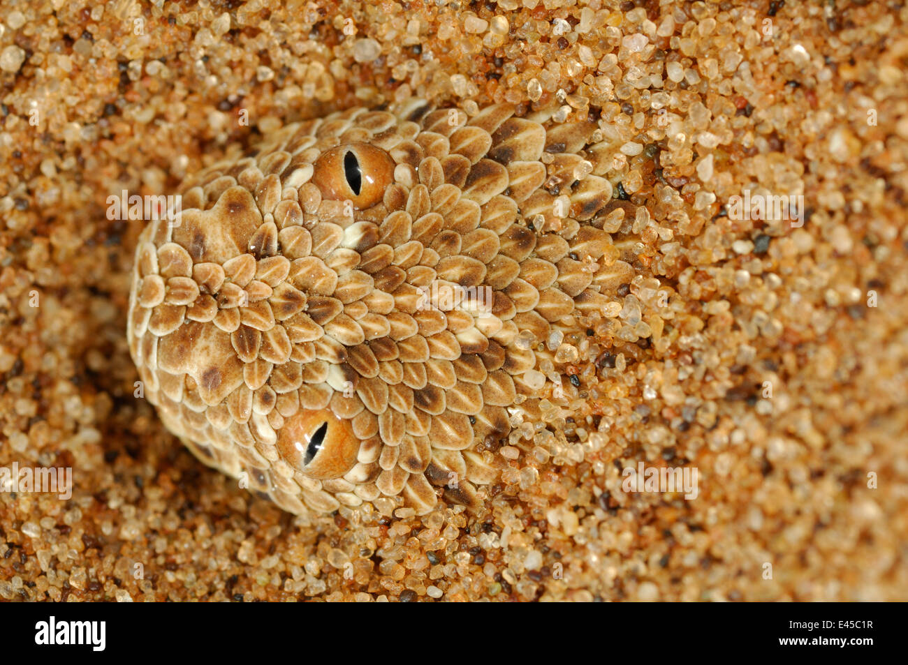 Puff adder nain / Peringueys Sidewinding Bitis peringueyi) Adder (caché dans le sable du désert du Namib, Namibie Banque D'Images