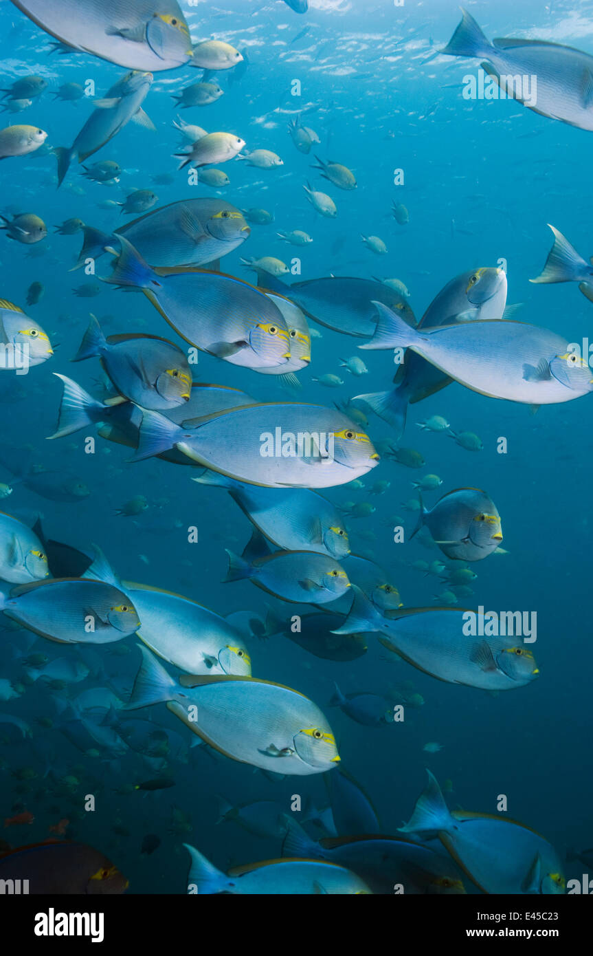 Banc de poisson chirurgien allongé (Acanthurus mata) Rinca, Indonésie Banque D'Images