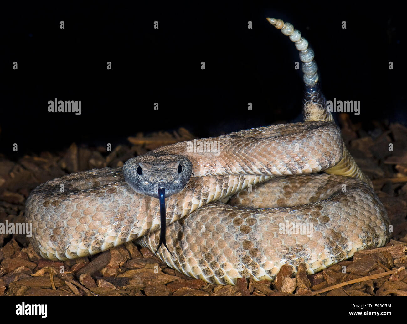 Sidewinder Mojave rattlesnake avec clignotement de la langue et de cliquetis soulevées Crotalus Cerastes cerastes} {from California, USA en captivité Banque D'Images