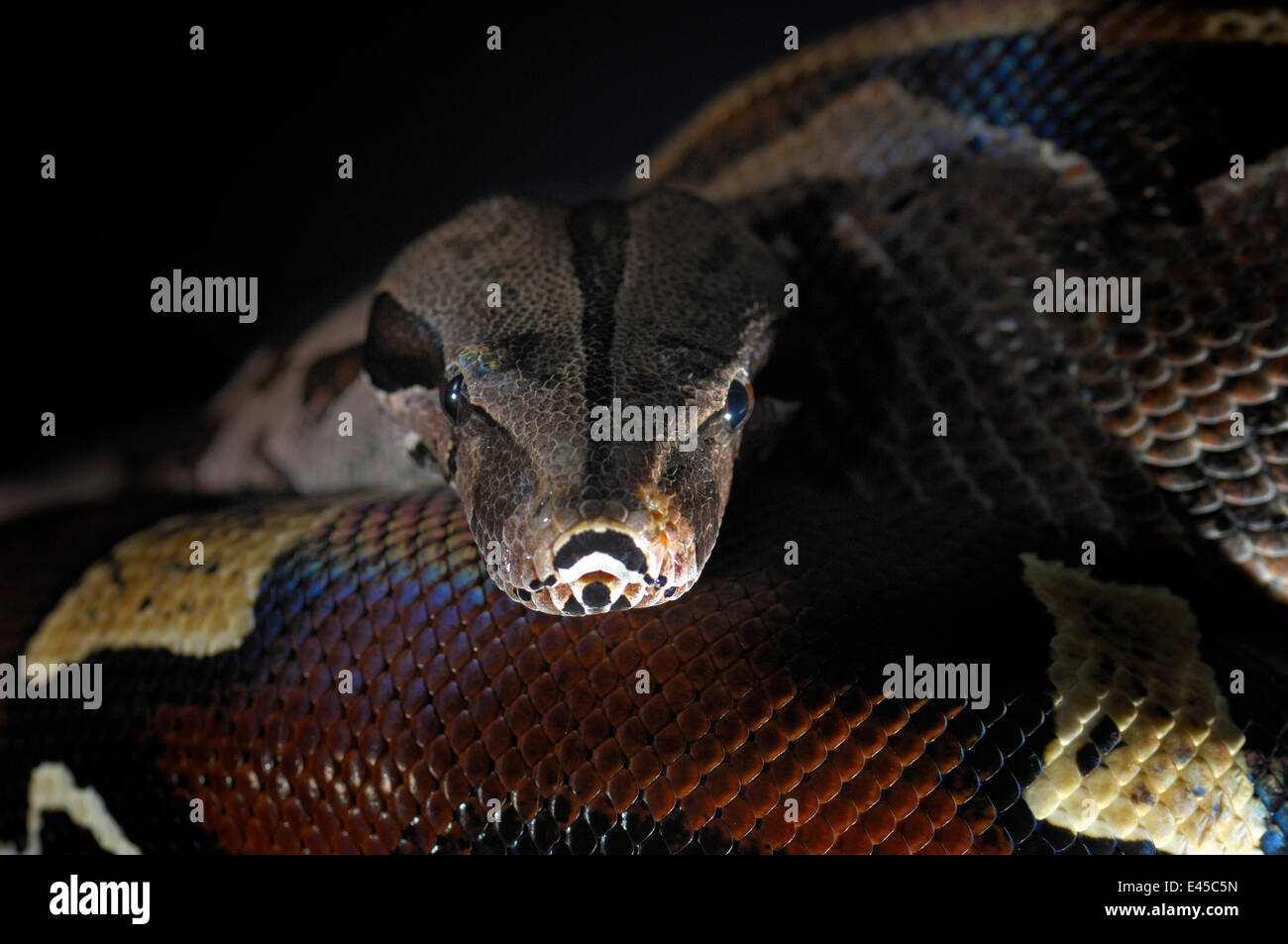 Cerf rouge Boa constrictor constrictor Boa {} captive, de l'Amérique du Sud Banque D'Images