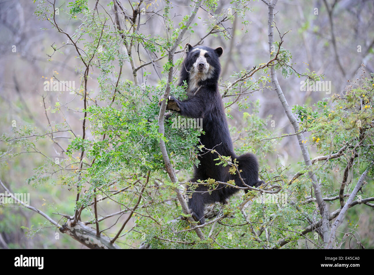 Ours à lunettes (Tremarctos ornatus) escalade en arbre dans la forêt sèche, la réserve écologique de Chaparri, Pérou, Amérique du Sud, captive Banque D'Images