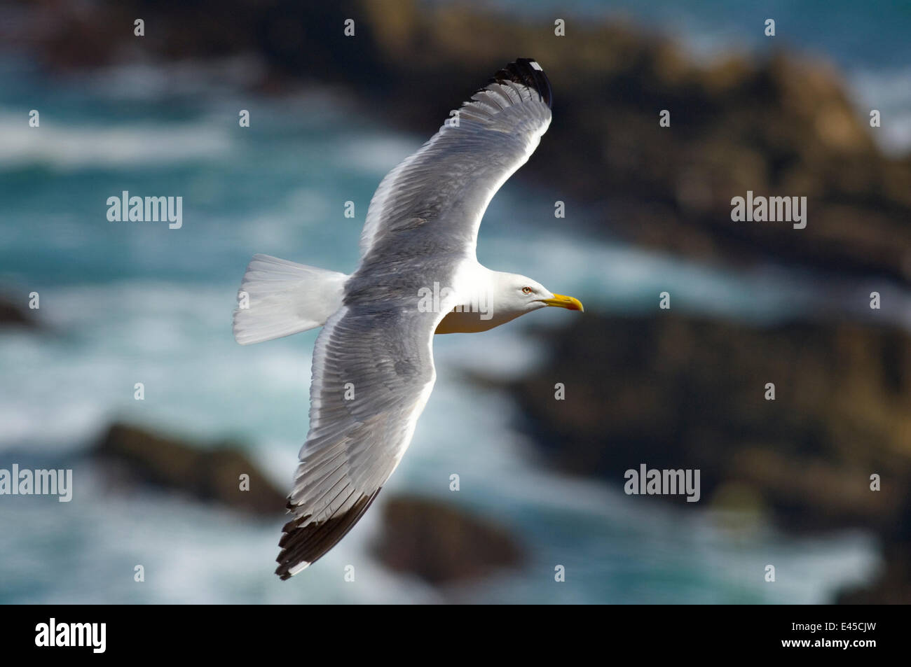 Pattes jaunes (Larus cachinnans) en vol, Almograve, Alentejo, Parc Naturel du Sud Ouest Alentejano et Costa Vicentina, Portugal, Juin 2009 Banque D'Images