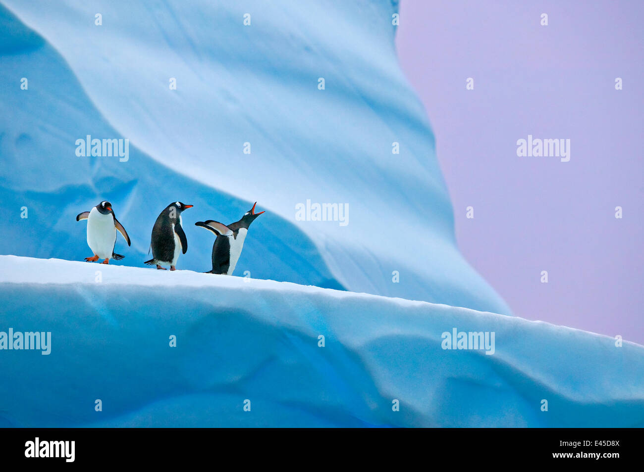Gentoo pingouin (Pygoscelis papua) Groupe sur l'iceberg, Mikkelsen Harbour, l'Antarctique Banque D'Images
