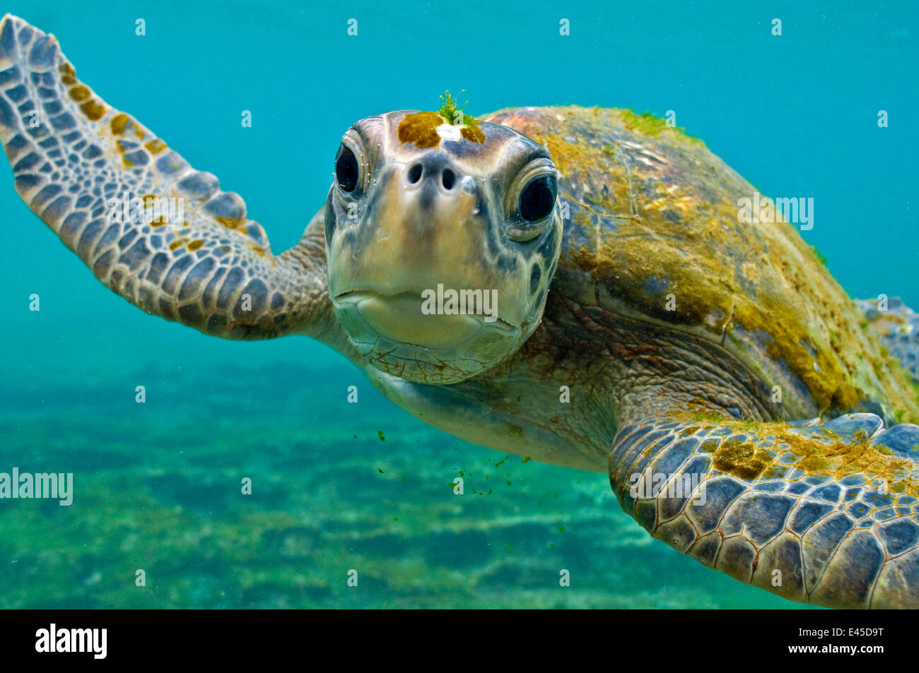 Les Galapagos tortue verte (Chelonia mydas agassisi) portrait sous-marin, être curieux, remarque algues poussant sur la tête et shell **Non disponible pour l'utilisation de la carte de vœux jusqu'à mars 2011** Banque D'Images