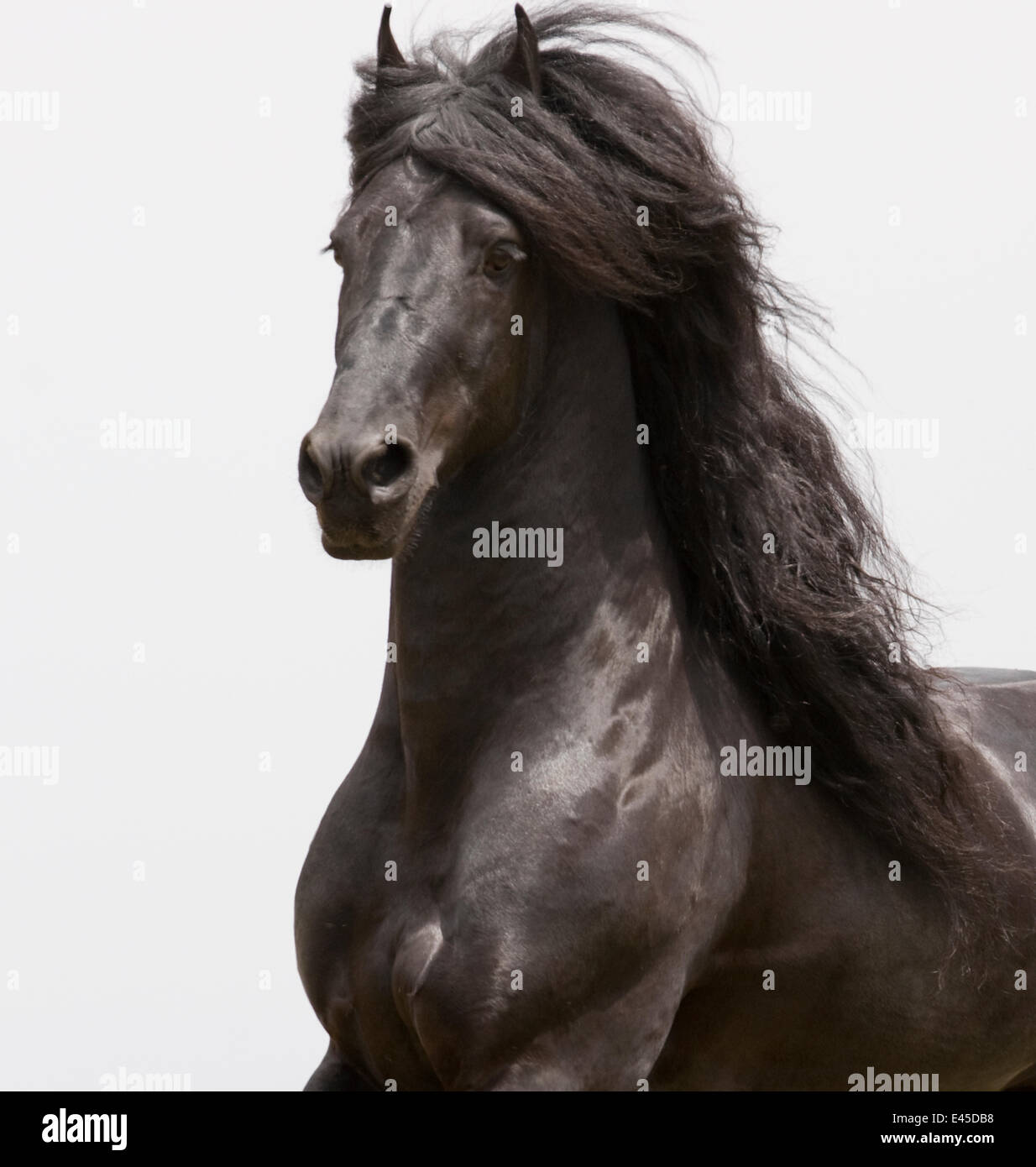 Étalon frison noir pure race, trot, Ojai, Californie, USA Banque D'Images