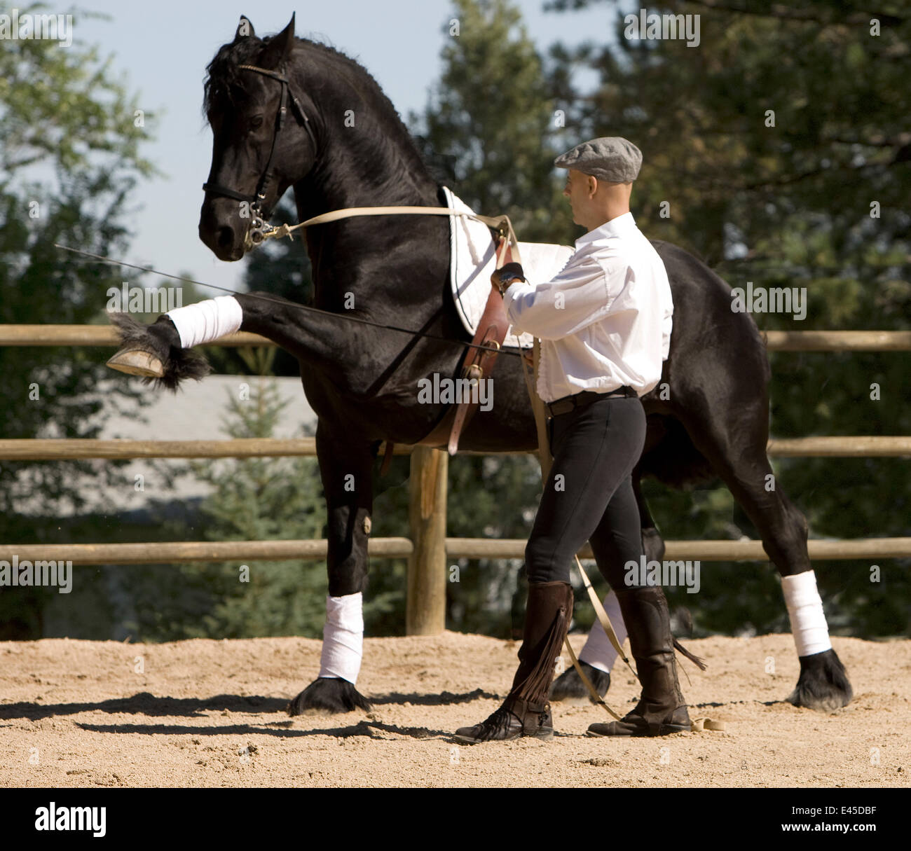 L'étalon frison noir pure race d'être formés pour effectuer la marche', 'spanish Castle Rock, Colorado, USA parution Modèle Banque D'Images