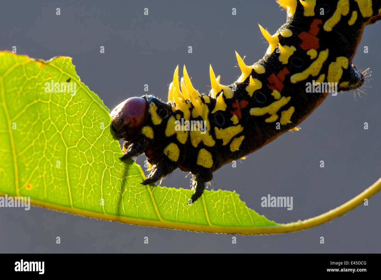 Caterpillar se nourrissant de feuilles non identifiés, Sambava, au nord de Madagascar. Banque D'Images
