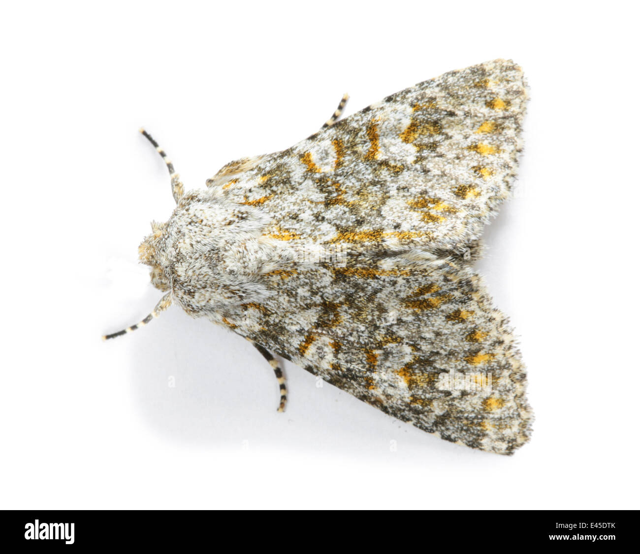 Grand papillon (Polymixis rannunculus flavicincta) Surrey, Angleterre Banque D'Images