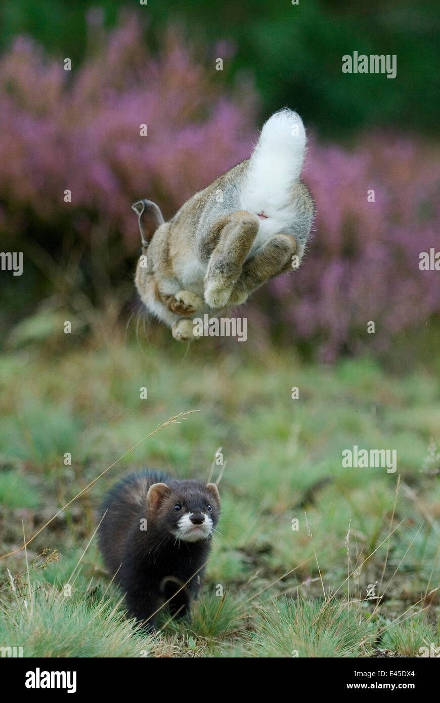 Le putois d'Europe (Mustela putorius) la chasse lapin qui saute à s'échapper, Parc National Veluwezoom, Pays-Bas Banque D'Images