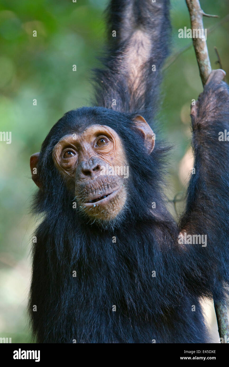 Chimpanzé (Pan troglodytes) portrait accroché sur branche, Mahale NP, Tanzanie Banque D'Images