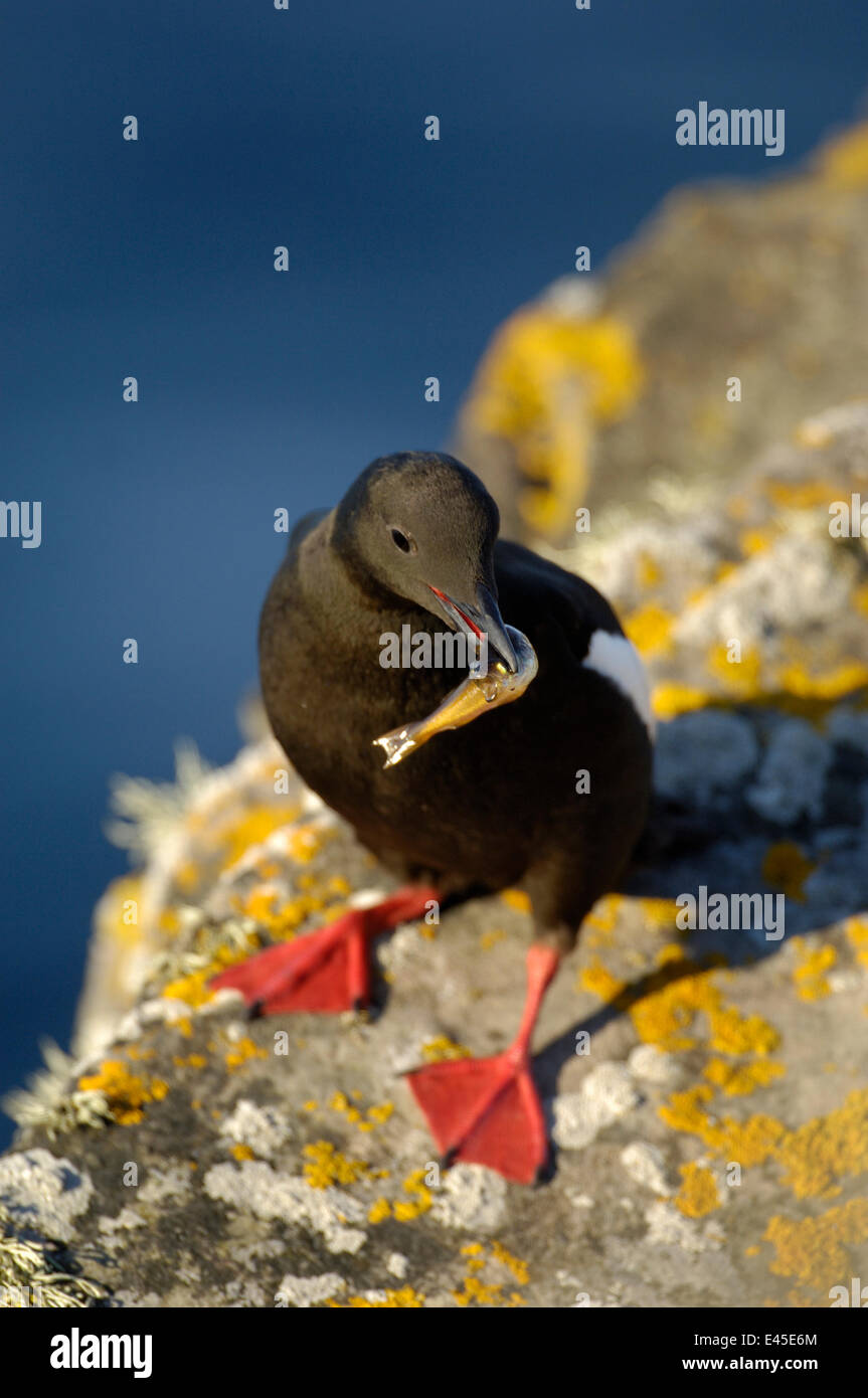 Le guillemot à miroir (Cepphus grylle) avec un poisson dans son bec, lumière du soir, Shetland, Scotland, UK, Juillet Banque D'Images