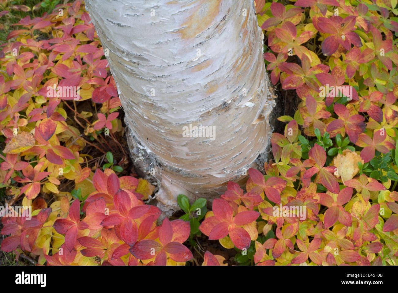 Le bouleau verruqueux (Betula verrucosa) tronc en mer de nain eurasien cornel (Cornus suecica) Sarek National Park, site classé au Patrimoine Mondial de Laponia, Laponie, Suède, septembre 2008 Banque D'Images