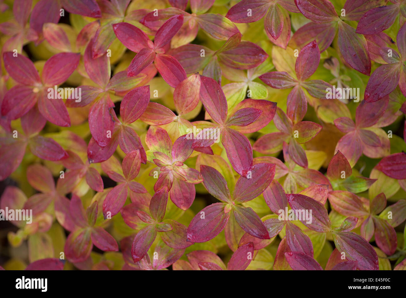 Nain eurasien cornel (Cornus suecica) feuilles, Sarek National Park, site classé au Patrimoine Mondial de Laponia, Laponie, Suède, septembre 2008 Banque D'Images