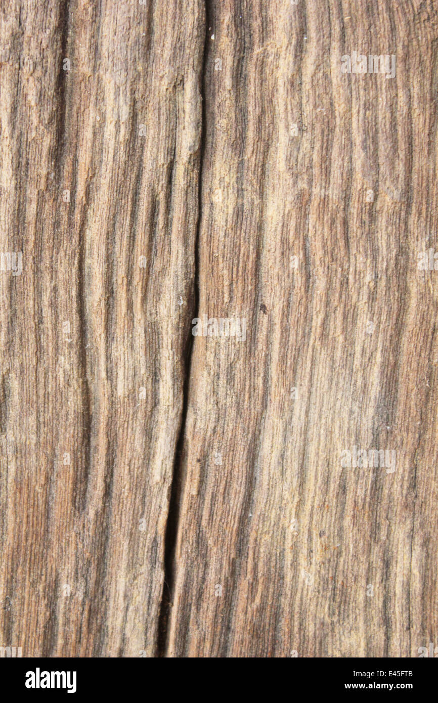 Modèle de décomposition du bois Banque D'Images