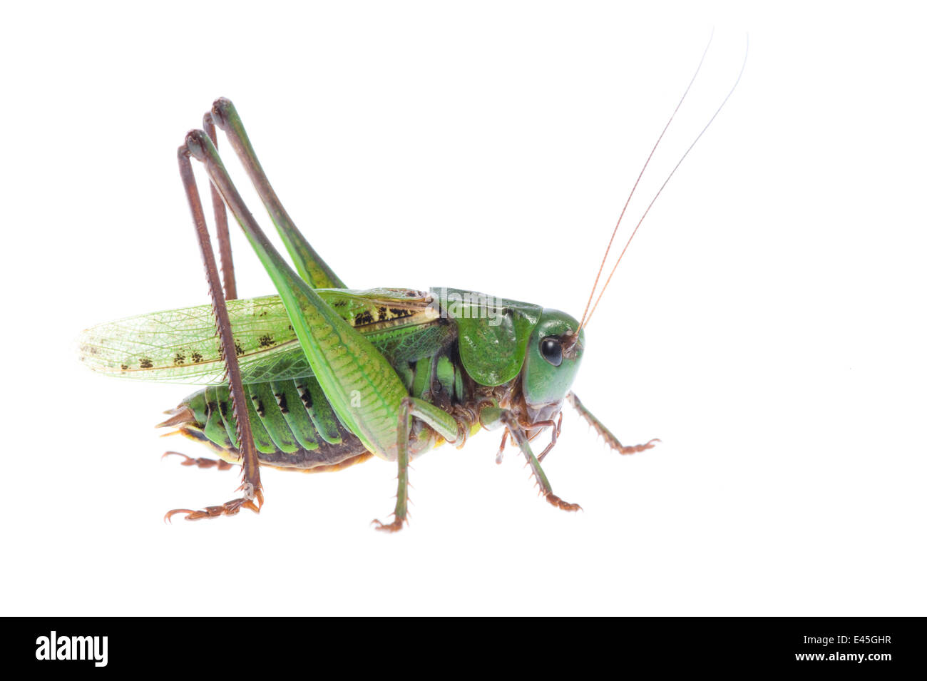 La verrue mordeur (Decticus verrucivorus) portrait, Fliess, Naturpark Kaunergrat, Tyrol, Autriche, Juillet 2008 Banque D'Images