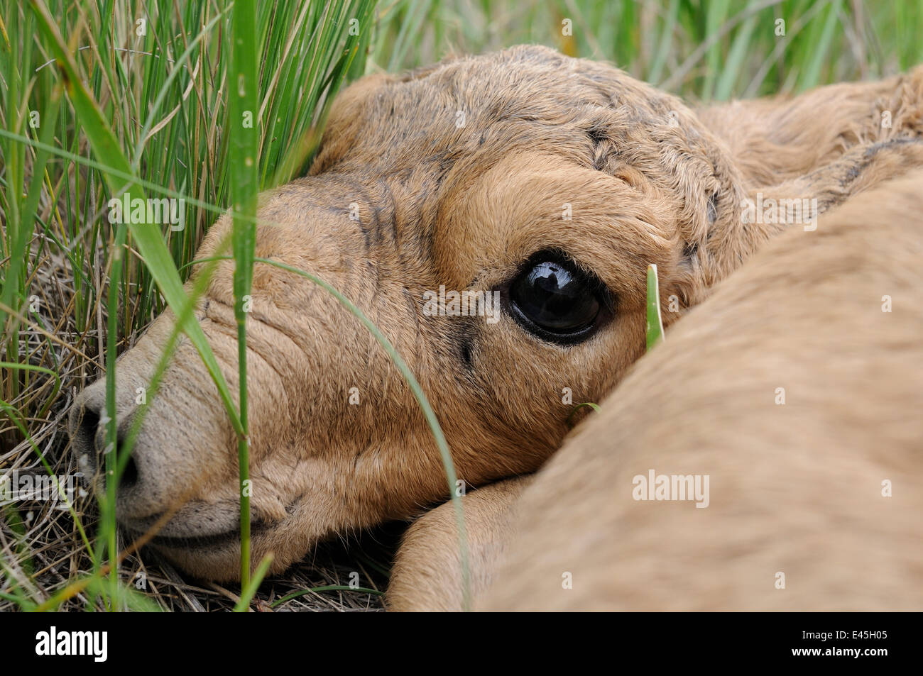 Nouveau-né saïga (Saiga tatarica) couché dans l'herbe, Cherniye zemli (terre noire), Réserve naturelle de Kalmoukie, en Russie, en mai 2009 Banque D'Images