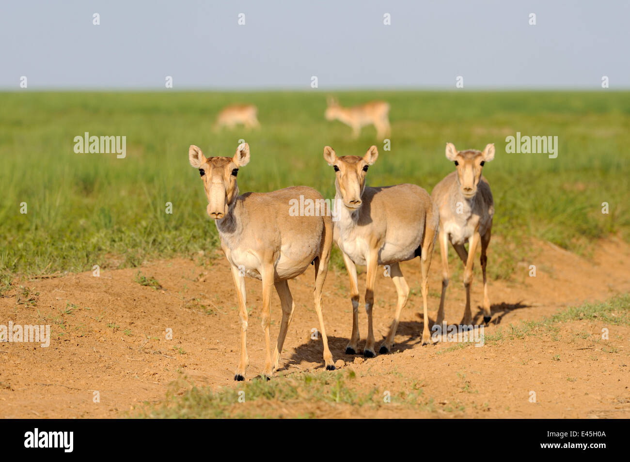 Trois femmes les antilopes Saïga (Saiga tatarica) Cherniye zemli (terre noire), Réserve naturelle de Kalmoukie, en Russie, en mai 2009 Banque D'Images