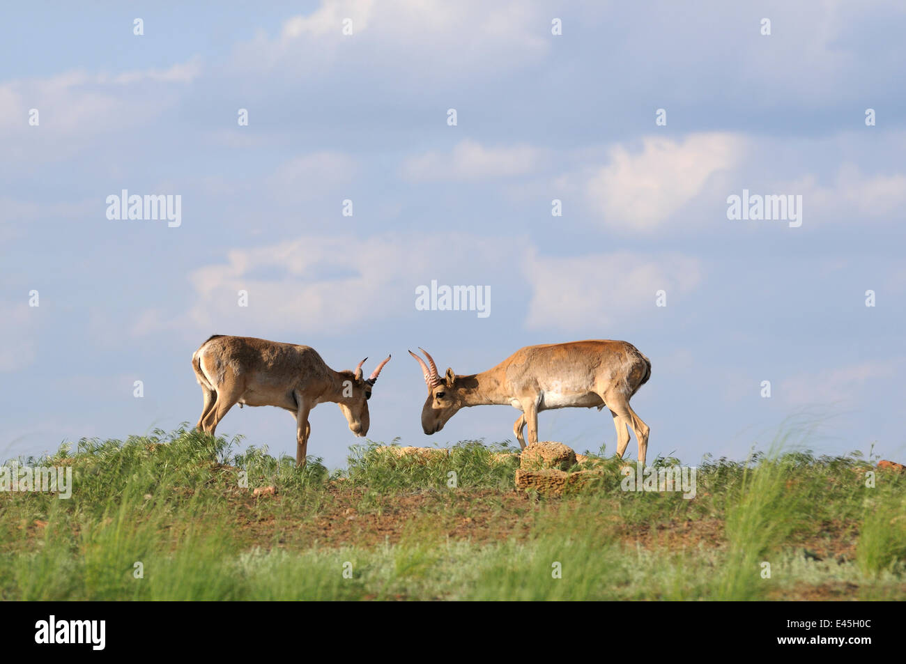 Deux hommes les antilopes Saïga (Saiga tatarica) Cherniye zemli (terre noire), Réserve naturelle de Kalmoukie, en Russie, en mai 2009 Banque D'Images