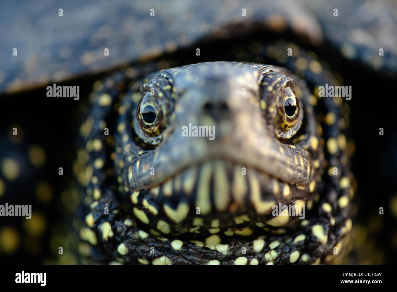 La tortue cistude (Emys orbicularis) Gornje Podunavlje Réserve naturelle spéciale, Serbie, Juin 2009 Banque D'Images