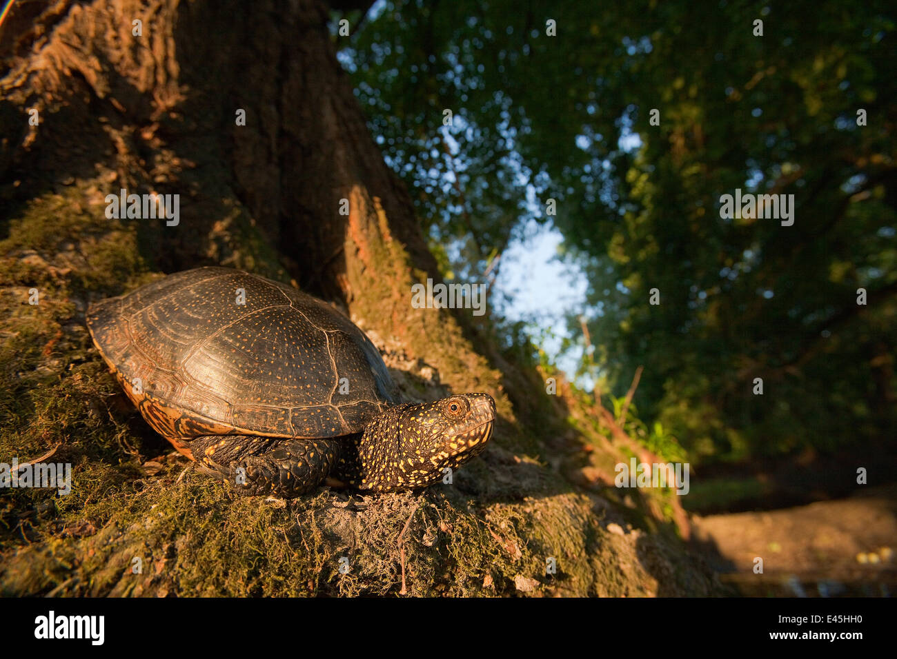 La tortue cistude (Emys orbicularis) à la base de l'arbre, Gornje Podunavlje Réserve naturelle spéciale, Serbie, Juin 2009 Banque D'Images