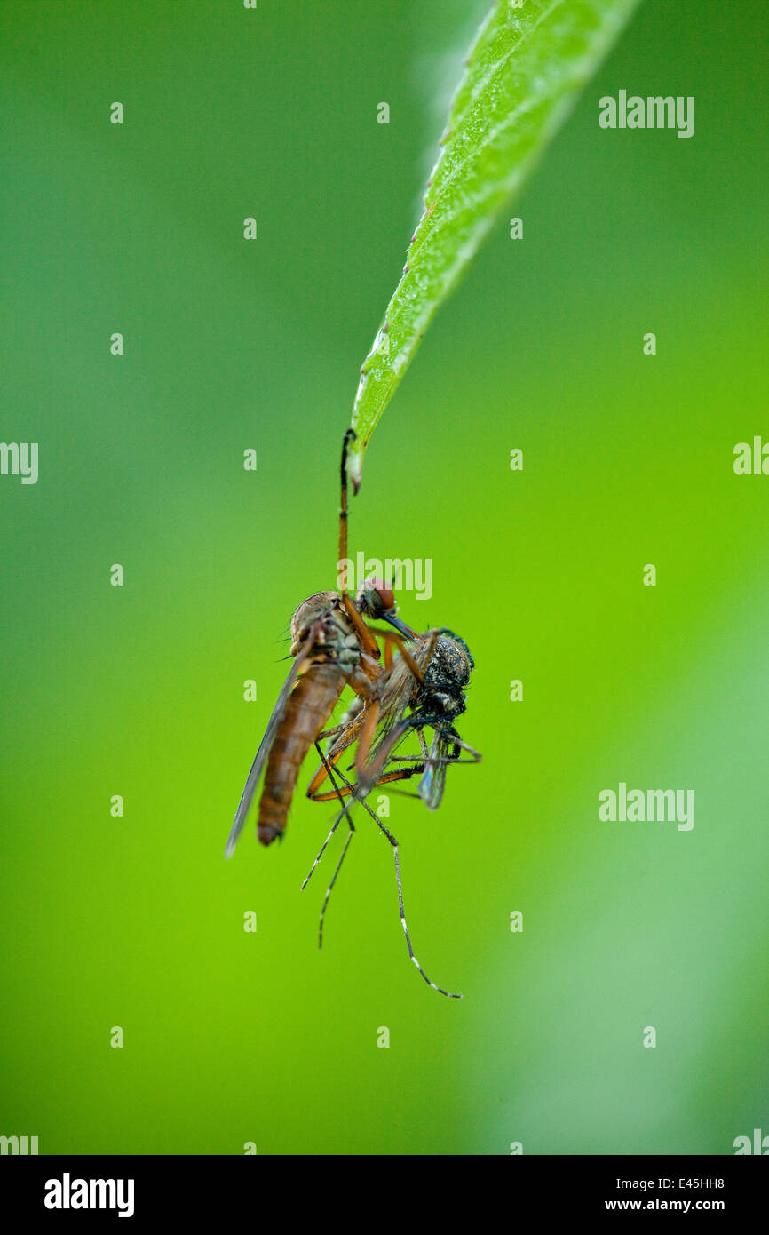 Robber fly (Asilidae) avec des feuilles de proies, Gornje Podunavlje Réserve naturelle spéciale, Serbie, Juin 2009 Banque D'Images