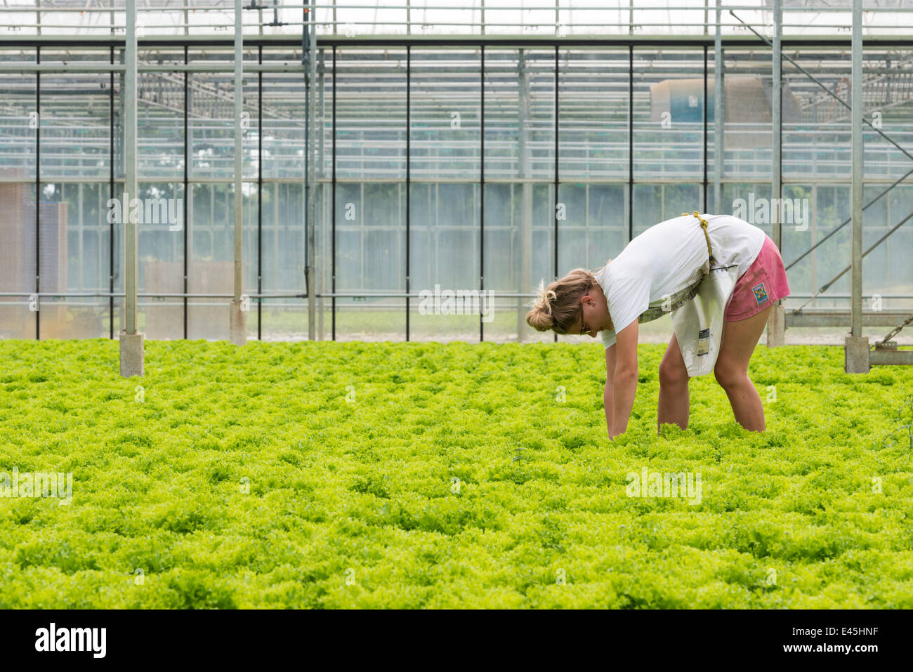 Cambridgeshire, Royaume-Uni. 3 juillet, 2014. Aujourd'hui devrait être la journée la plus chaude de l'année dans le sud-est de l'Angleterre avec les températures devraient atteindre 27 degrés C. C'est encore plus chaud pour Lucy Bauld comme elle prend des laitues à l'intérieur d'une serre où il était déjà plus de 30 degrés C en fin de matinée. Hucklesbury PGI, près de Cambridge, font partie d'une coopérative pour les laitues de plus en plus grands supermarchés. Aération contrôlée par ordinateur aident à réguler la température à l'intérieur de l'édifice. Julian crédit Eales/Alamy Live News Banque D'Images