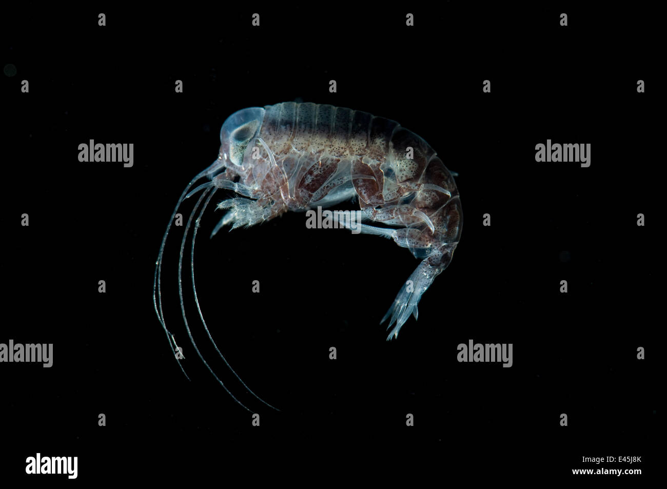 Profondeur de l'amphipode de 0-100m, Mid-Atlantic Ridge, North Atlantic Ocean Banque D'Images