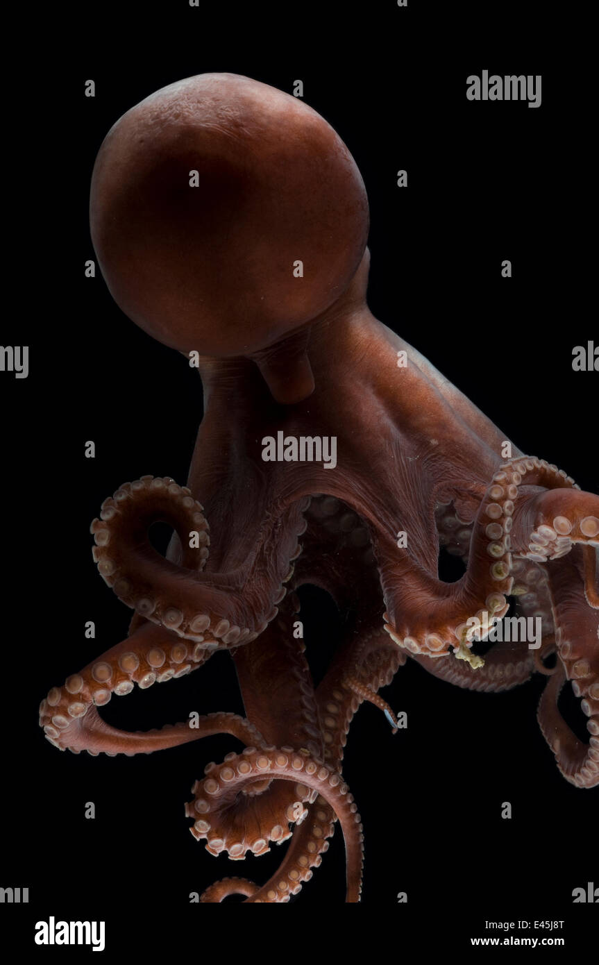 Deepsea octopus (Benthoctopus johnsoniana) Mid-Atlantic Ridge, North Atlantic Ocean Banque D'Images