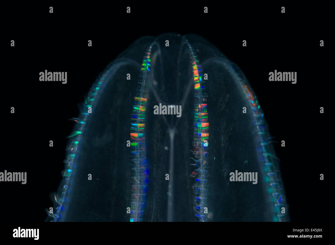 {Bollinopsis cténophore ssp} pris avec 1m filet tournant entre 0 et 150m, peigne, plaques dorsale médio-Atlantique, Océan Atlantique Nord Banque D'Images
