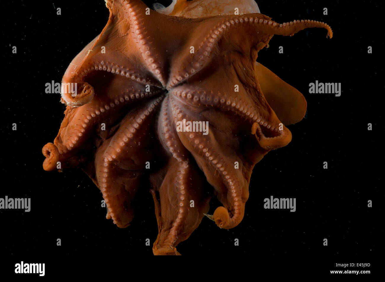 Octopod Banque De Photographies Et D Images A Haute Resolution Alamy