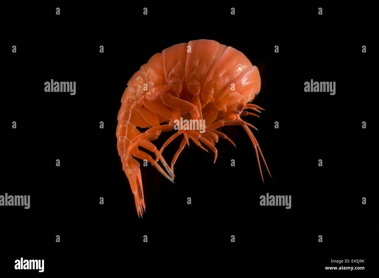 Amphipode (Megalanceola stephenseni) Mid-Atlantic Ridge, North Atlantic Ocean Banque D'Images