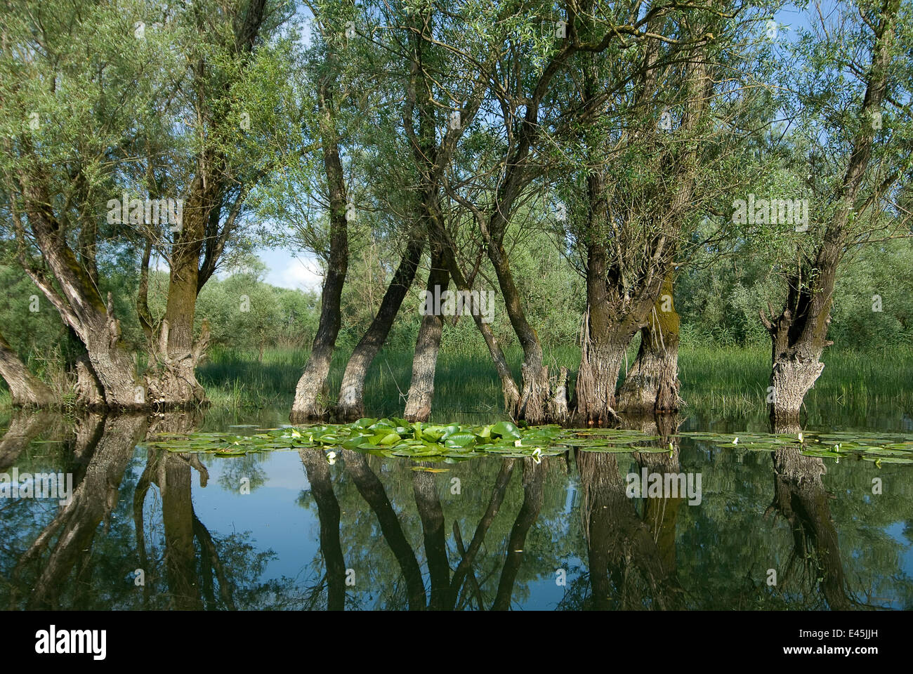 Saule (Salix) croissant dans l'eau, le lac de Skadar, le parc national du lac de Skadar, Monténégro, Mai 2008 Banque D'Images