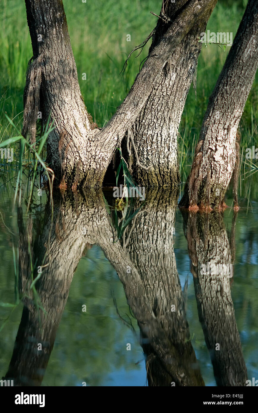 Saule (Salix) croissant dans l'eau, le lac de Skadar, le parc national du lac de Skadar, Monténégro, Mai 2008 Banque D'Images