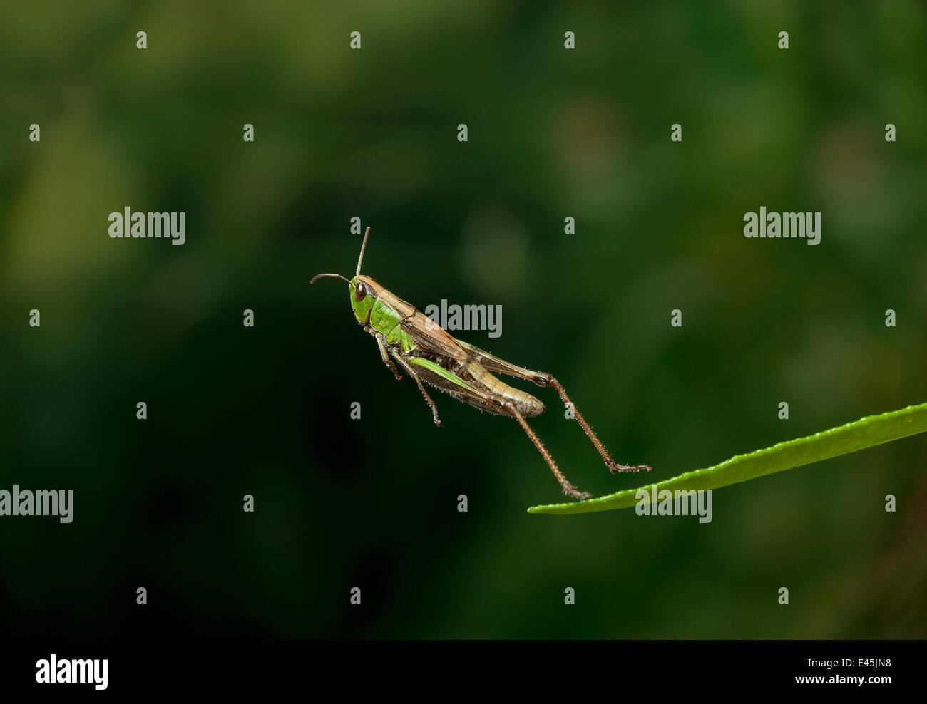 Meadow grasshopper (Chorthippus parallelus) sautant, UK Banque D'Images