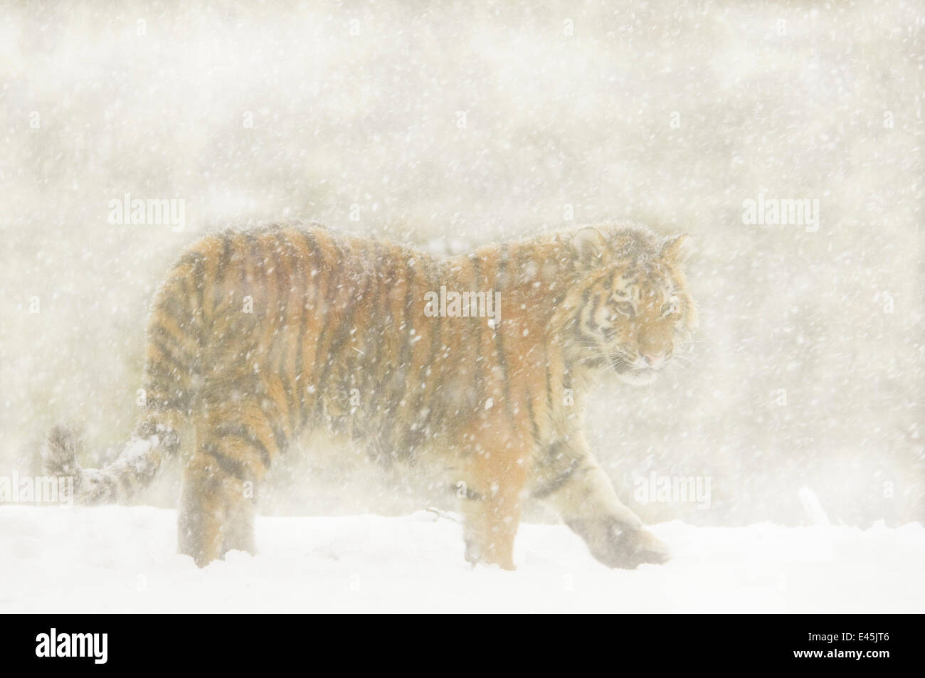 Tigre de Sibérie (Panthera tigris altaica) Balade en pleine tempête, captive Banque D'Images