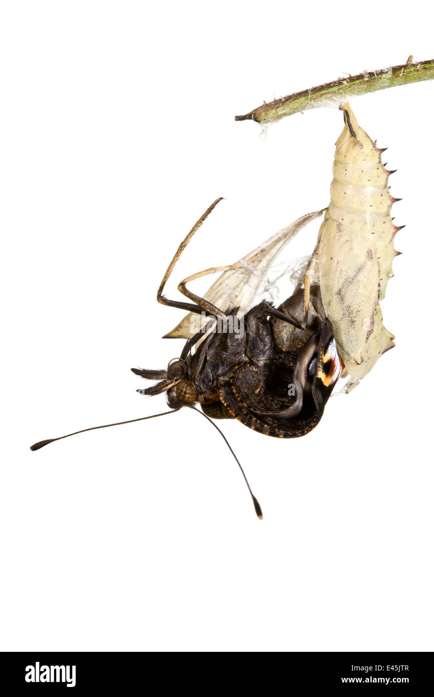 Peacock Inachis io} {Papillon émergeant de chrysalis contre fond blanc. 4/6 séquence. Banque D'Images