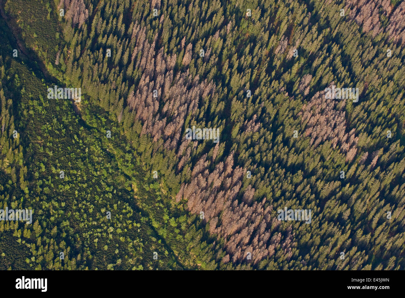 Vue aérienne de la frontière entre la forêt de sapins et montagne naine pin (Pinus mugo) zones montrant plusieurs arbres tués par les scolytes (Scolytidae) Tatras occidentales, Carpates, Slovaquie, Juin 2009 Banque D'Images