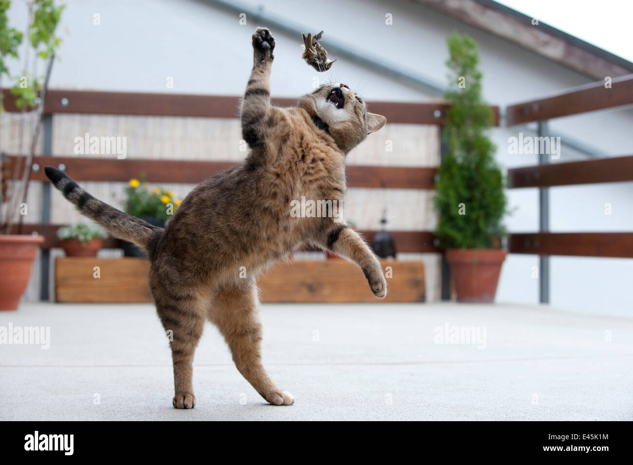 Chat Mort Banque D Image Et Photos Alamy