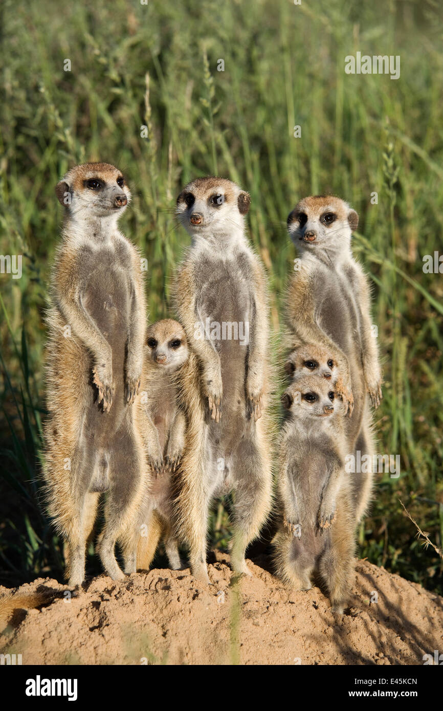 Meerkat / famille Suricate (Suricata suricatta) groupe d'alerte permanent ensemble, Afrique du Sud Banque D'Images