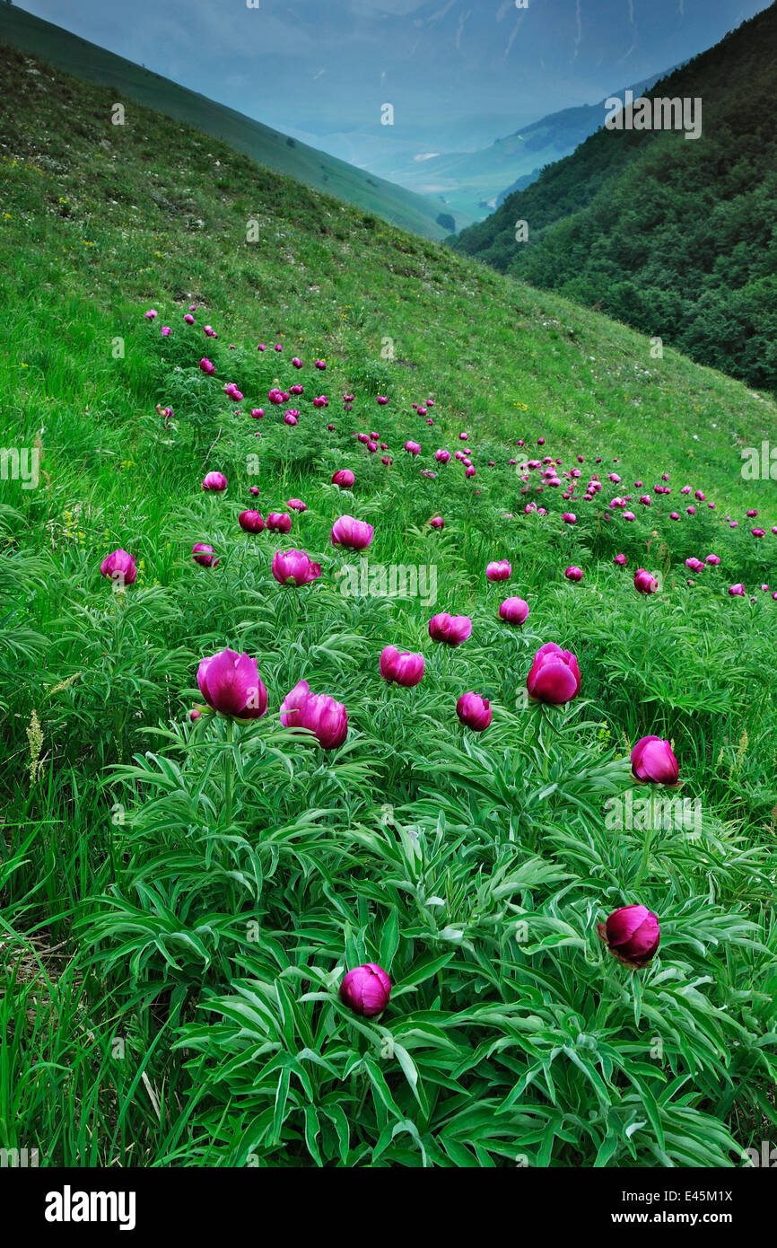 La pivoine (Paeonia officinalis commune) fleurs, Valle di Canatra, parc national Monti Sibillini, Ombrie, Italie, mai 2009 Banque D'Images