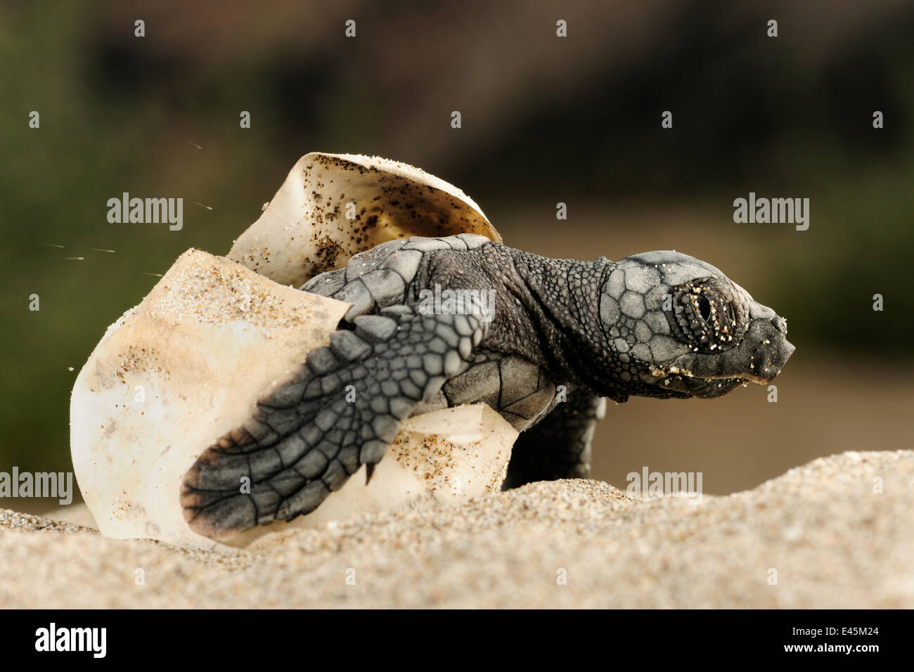Tortue caouanne (Caretta caretta) éclosion, Delta Dalyan, Turquie, juillet 2009 PAS DISPONIBLE POUR L'IMPRESSION / l'utilisation commerciale. Banque D'Images