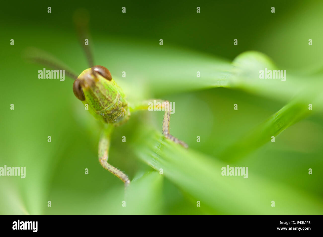 Meadow grasshopper (Chorthippus parallelus) sur Plant , le Liechtenstein, Juin 2009 Banque D'Images