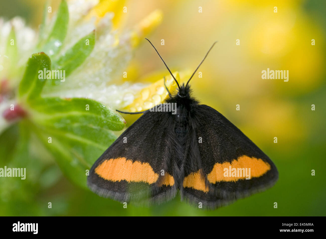 Geometrid moth (Psodos Quadrifaria) Liechtenstein, Juin 2009 Banque D'Images