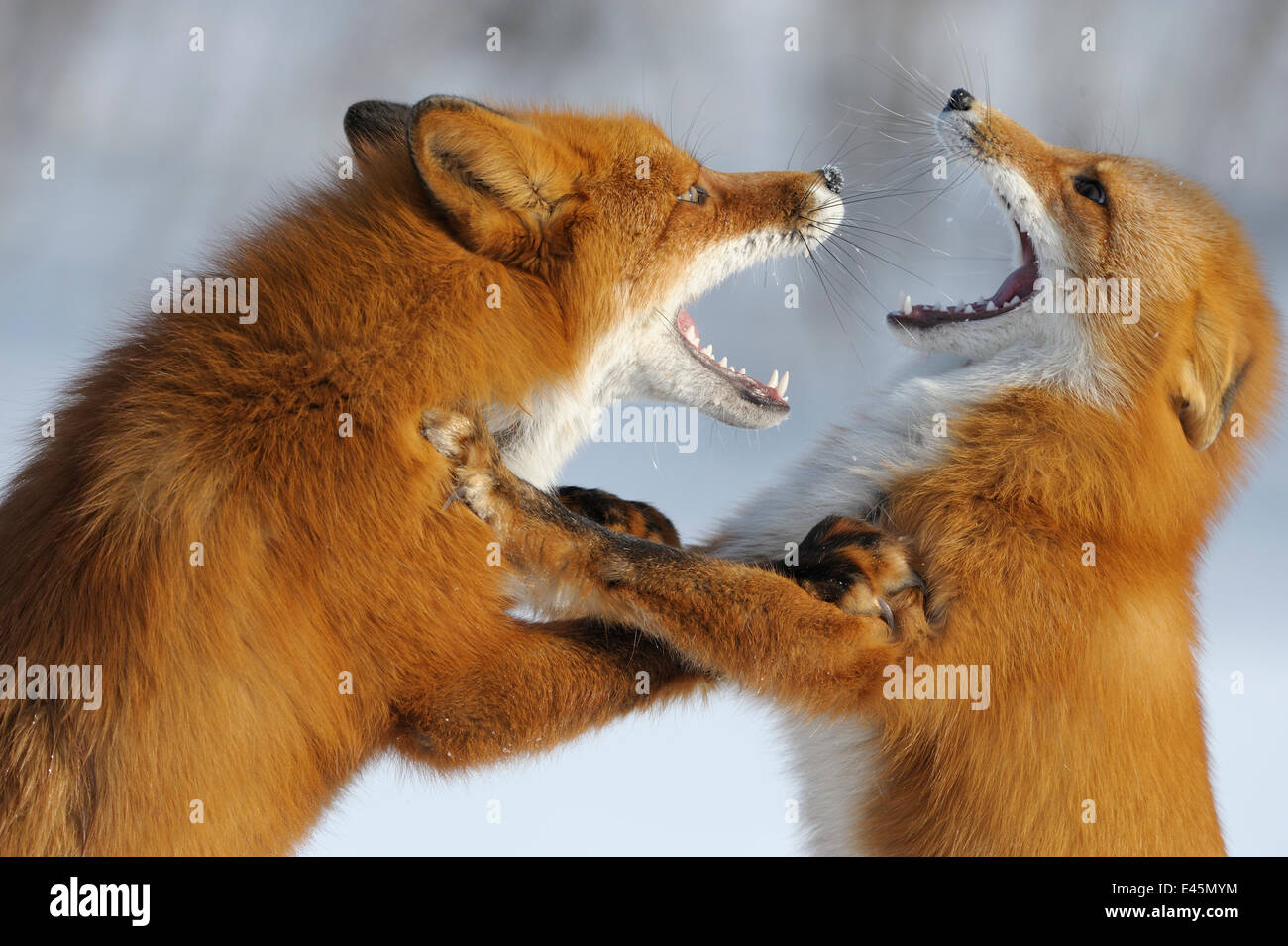 Two foxes fighting in Banque de photographies et d’images à haute ...