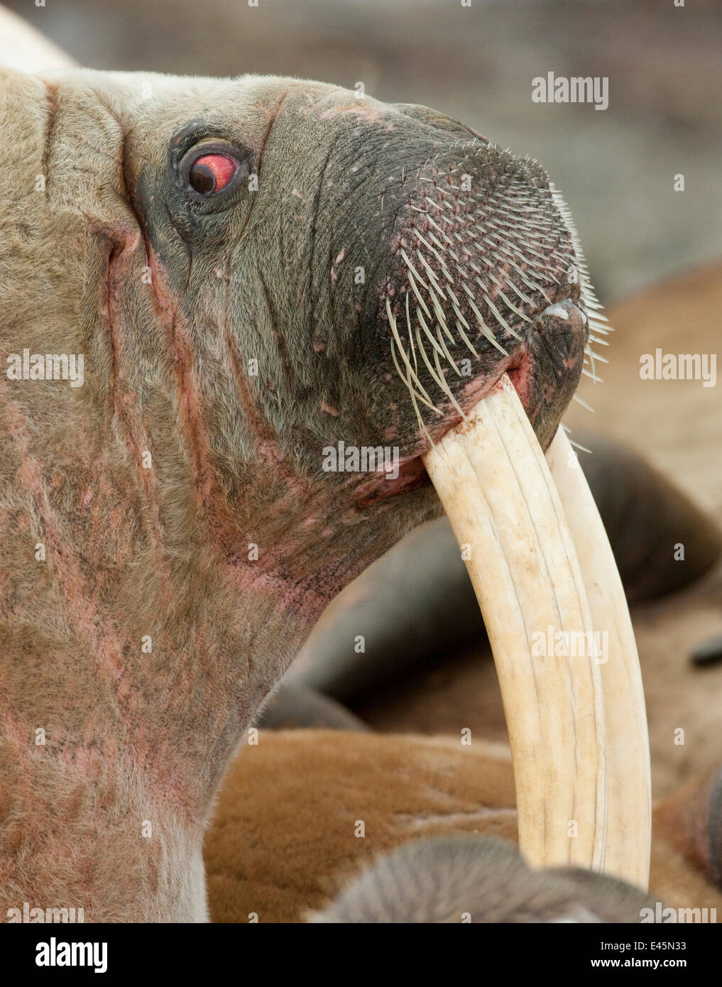 Le morse (Odobenus rosmarus), portrait, Richardlagunen Forlandet Parc National, Prins Karls Forland, Svalbard, Norvège, juin 2009. Exposition intérieure de la WWE Banque D'Images