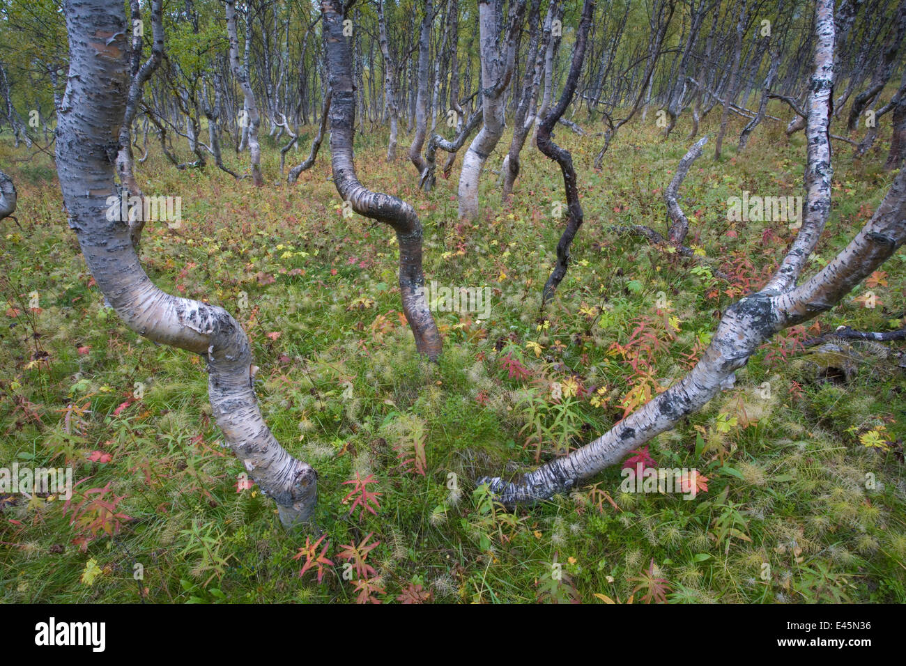 Forêt boréale bouleau verruqueux (Betula verrucosa) forêt, Sarek National Park, site classé au Patrimoine Mondial de Laponia, Laponie, Suède, septembre 2008 Banque D'Images
