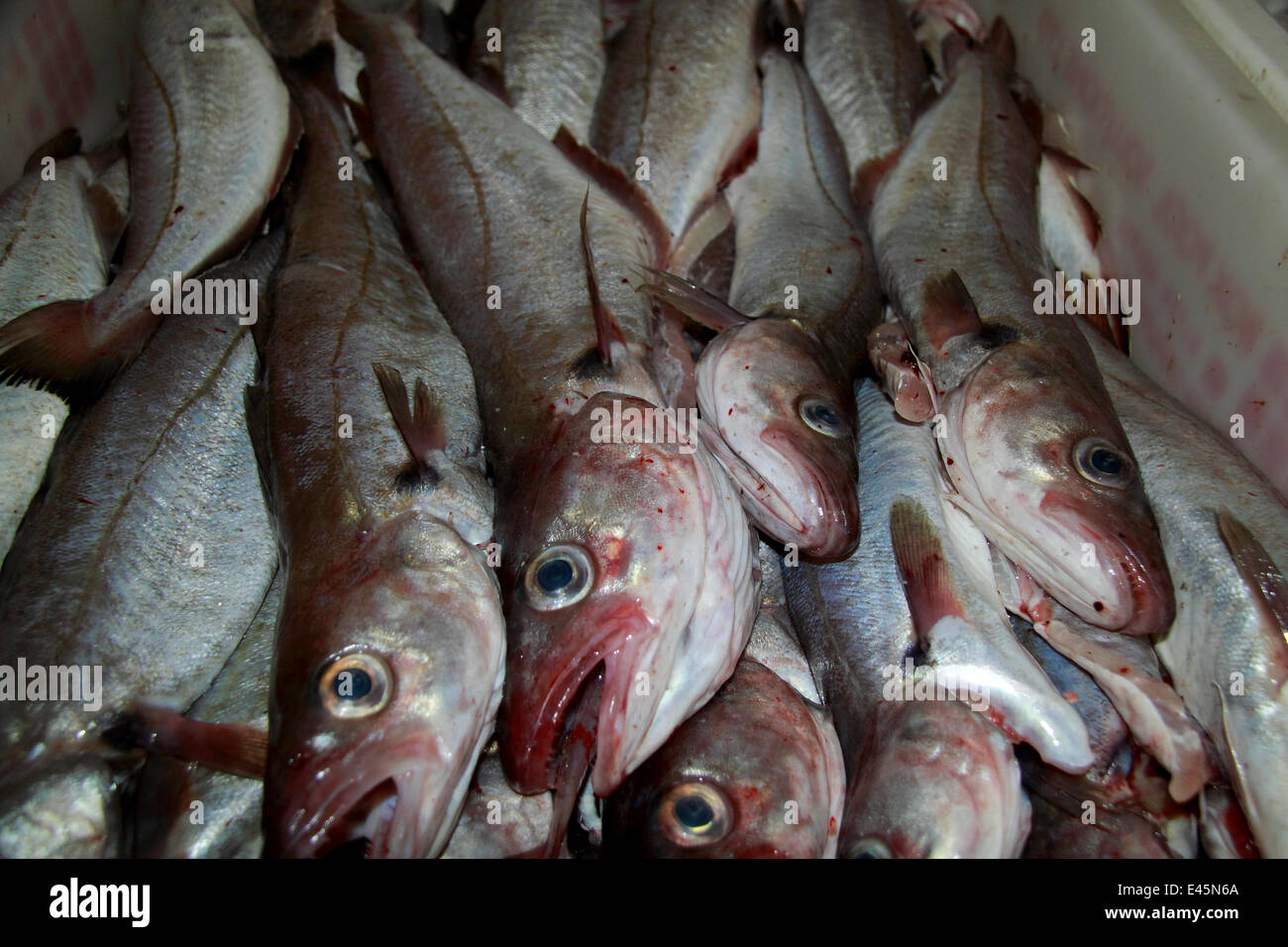 Merlan (Merlangius merlangus) à bord d'un chalutier de pêche de la mer du Nord, mer du Nord, l'Europe. Banque D'Images